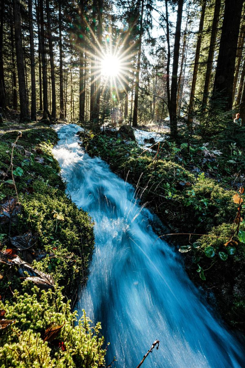 Misty forest and a stream